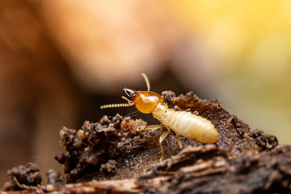 termites à Saint-Gilles