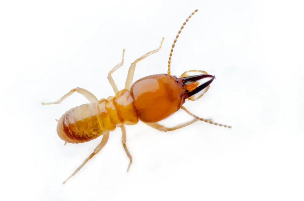 grosse termite
